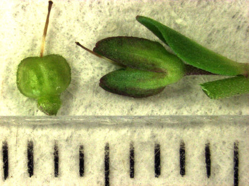 thyme-leaved speedwell