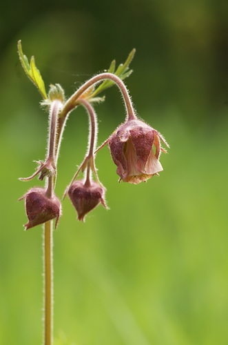 Water Avens