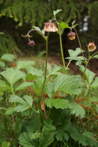 Water Avens