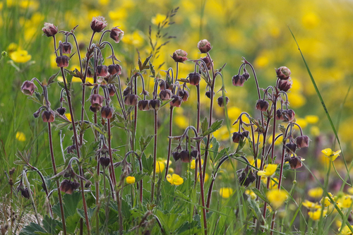 Water Avens