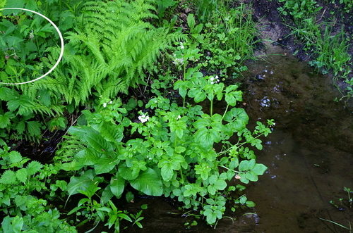 Water Avens