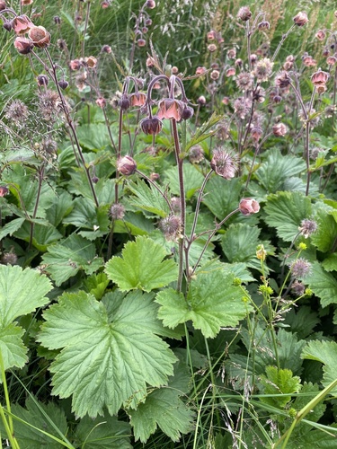 Water Avens