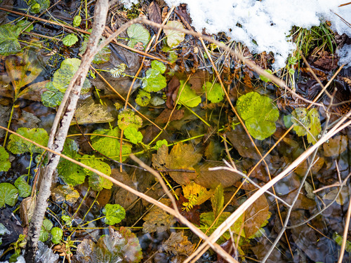 Water Avens