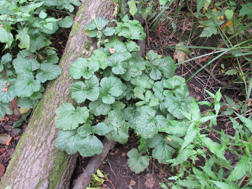 Water Avens