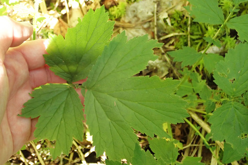 Water Avens