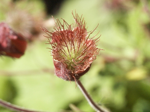 Water Avens