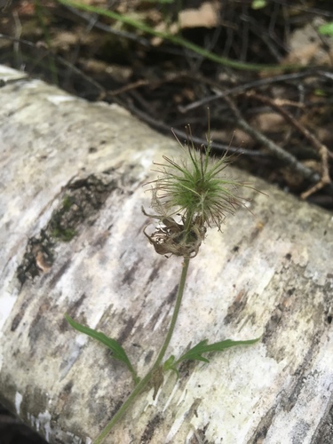 Water Avens