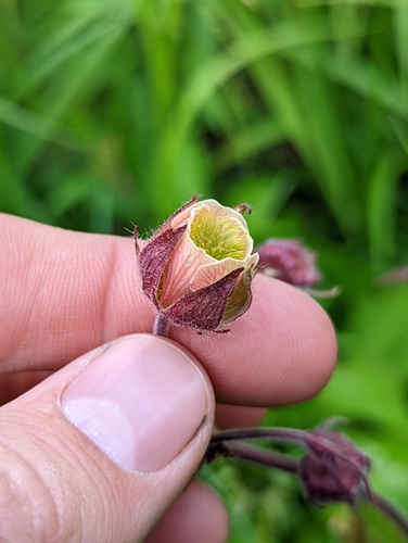Water Avens