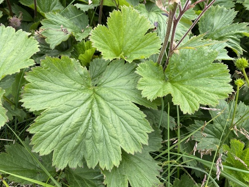 Water Avens