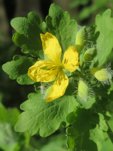Greater celandine