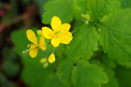 Greater celandine