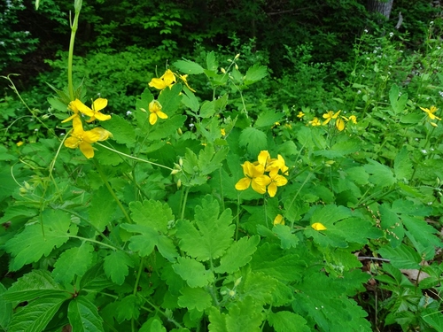 Greater celandine