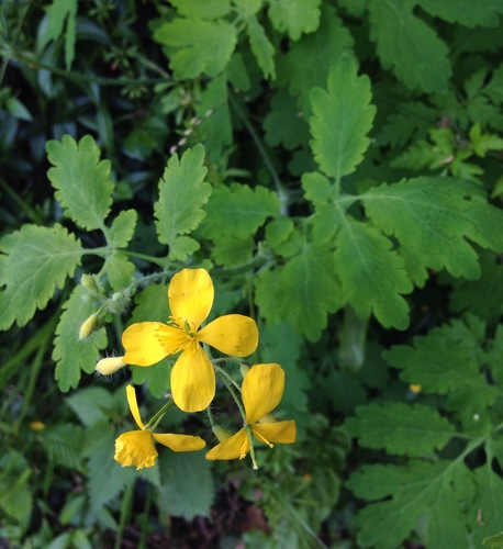 Greater celandine
