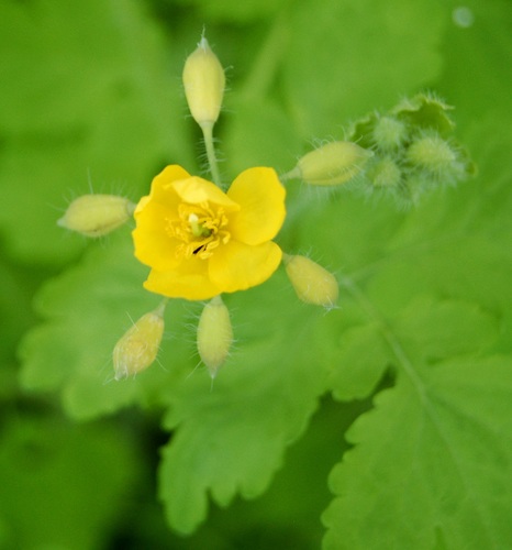 Greater celandine