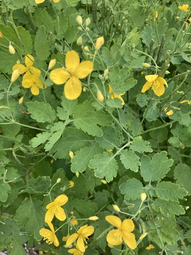 Greater celandine