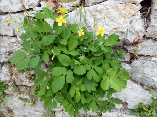 Greater celandine