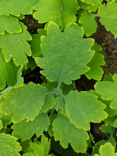Greater celandine