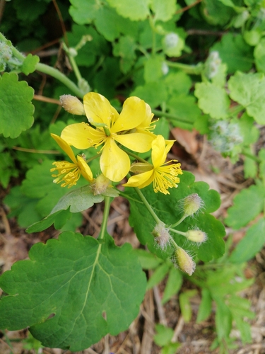 Greater celandine
