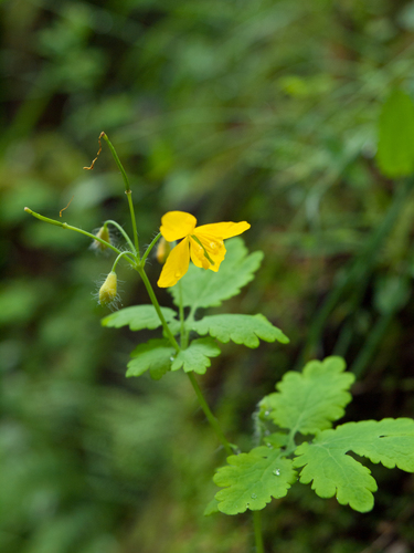 Greater celandine