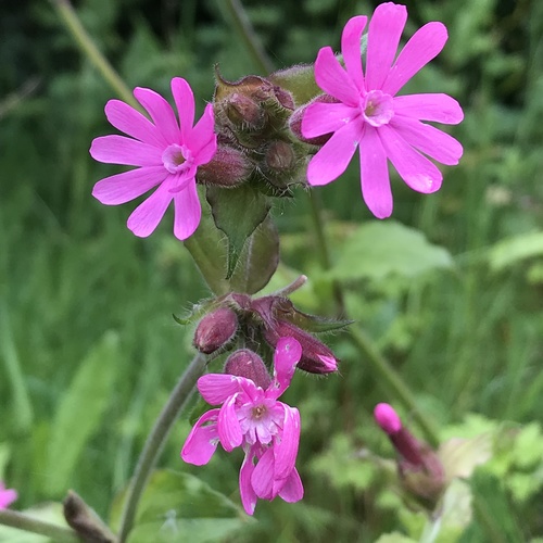 red campion