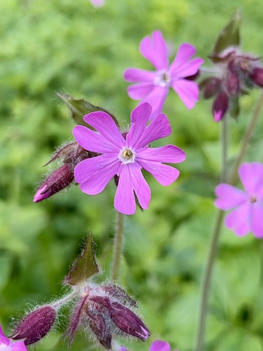 red campion