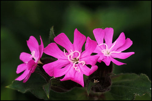 red campion