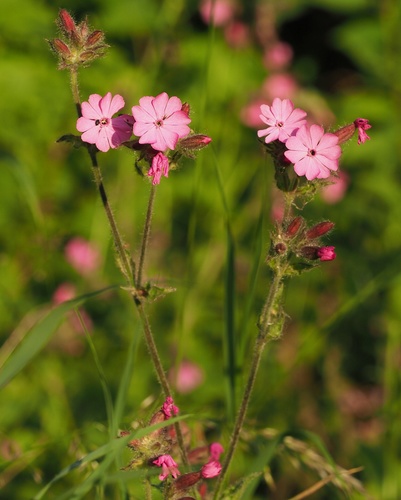 red campion