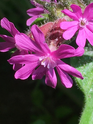 red campion
