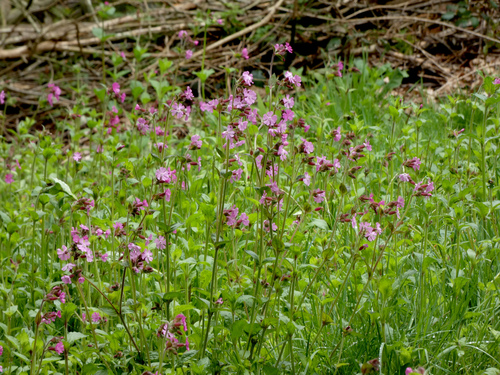 red campion
