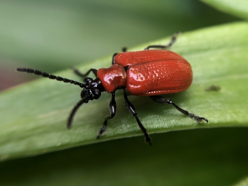 Lily Leaf Beetle