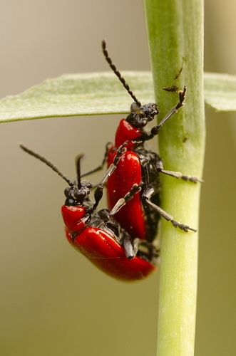 Lily Leaf Beetle
