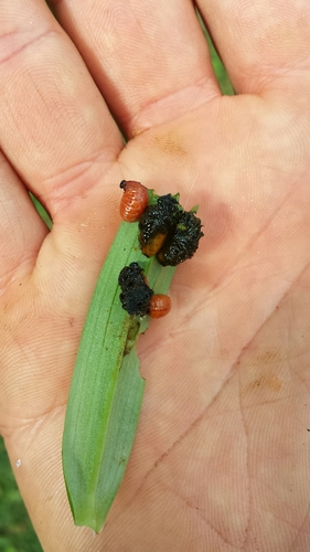 Lily Leaf Beetle