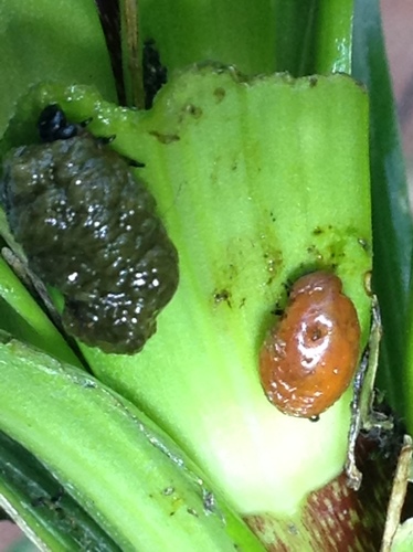 Lily Leaf Beetle