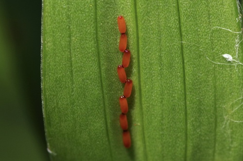 Lily Leaf Beetle