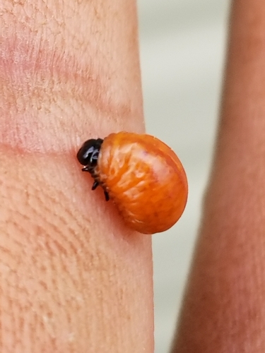 Lily Leaf Beetle