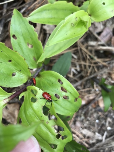 Lily Leaf Beetle
