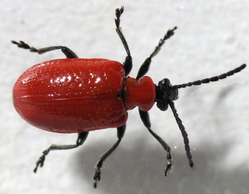 Lily Leaf Beetle