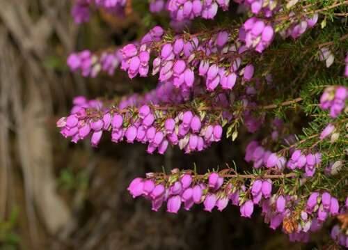 Bell Heather