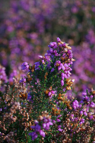 Bell Heather