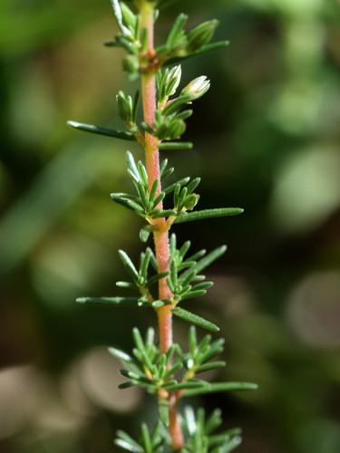 Bell Heather