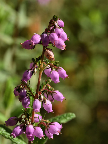 Bell Heather