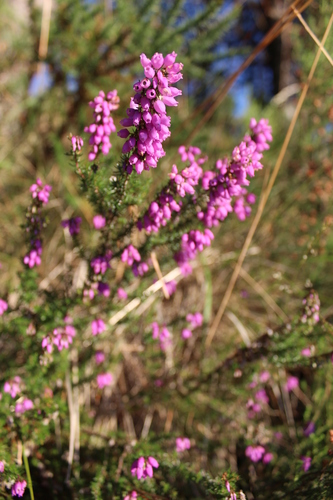 Bell Heather