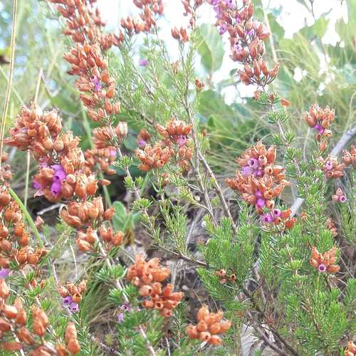 Bell Heather