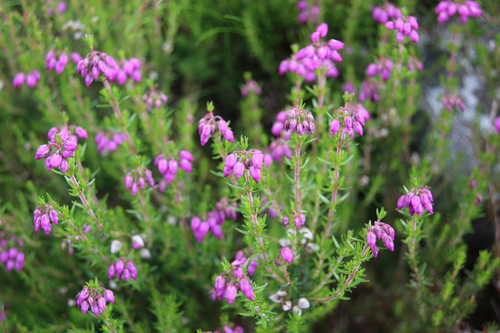 Bell Heather