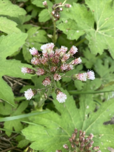 Arctic Butterbur