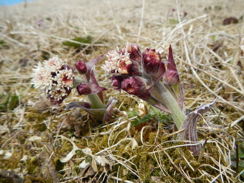 Arctic Butterbur
