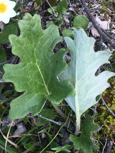 Arctic Butterbur