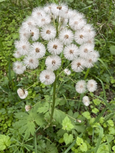 Arctic Butterbur
