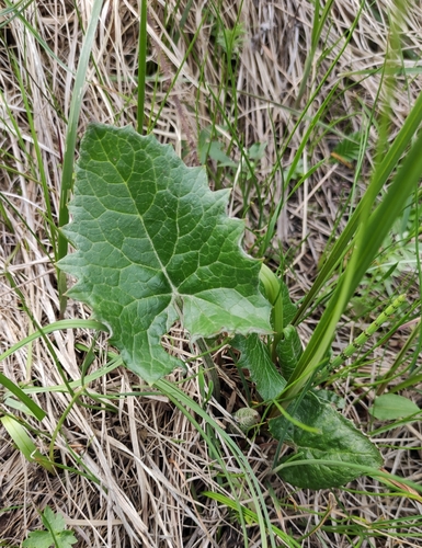 Arctic Butterbur