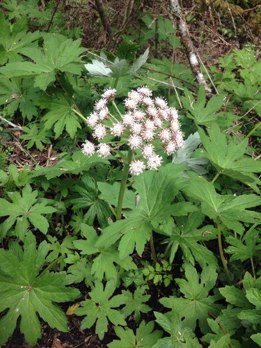 Arctic Butterbur